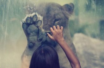 знаки зодиака с золотыми характерами