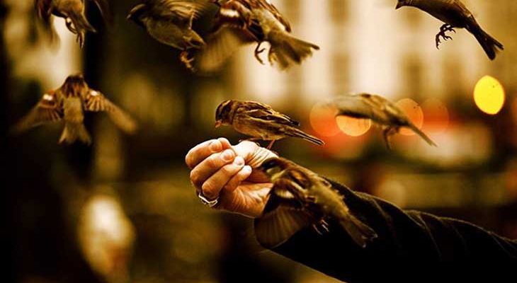 Чтобы в жизни везло — кормите птиц